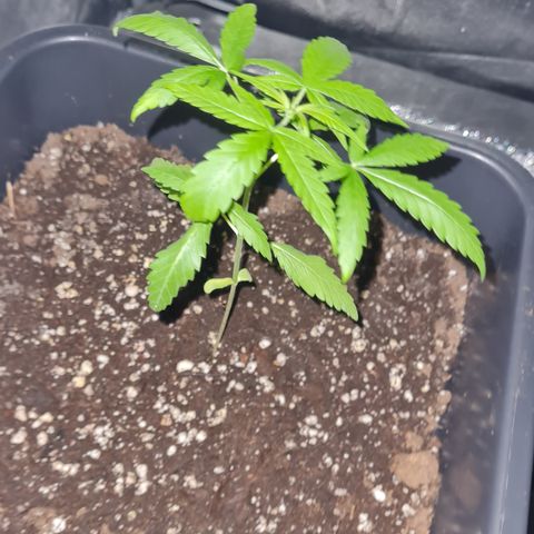 Aurora growlog photo: 22:10 Uhr