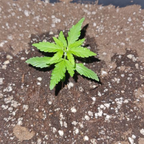 Luna growlog photo: 22:10 Uhr