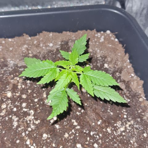 Evergreen growlog photo: 22:10 Uhr