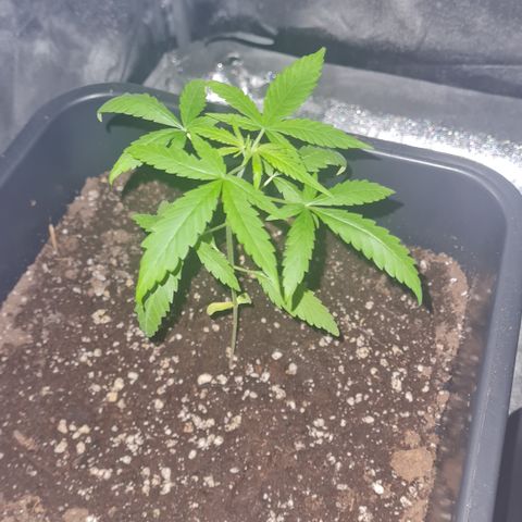 Aurora growlog photo: 22:30 Uhr