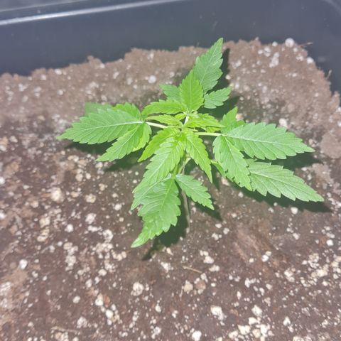 Evergreen growlog photo: 22:30 Uhr