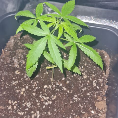 Aurora growlog photo: 22:30 Uhr
