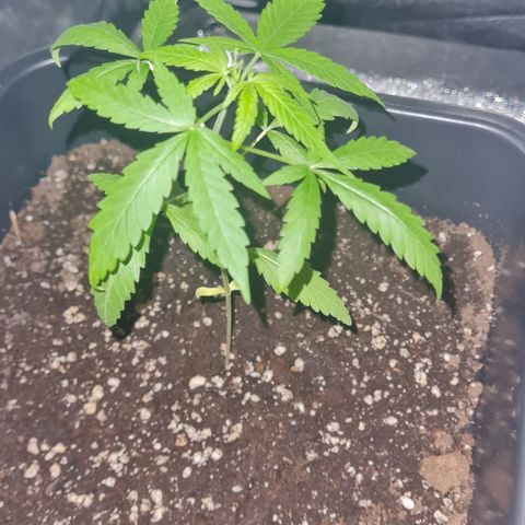 Aurora growlog photo: 22:30 Uhr