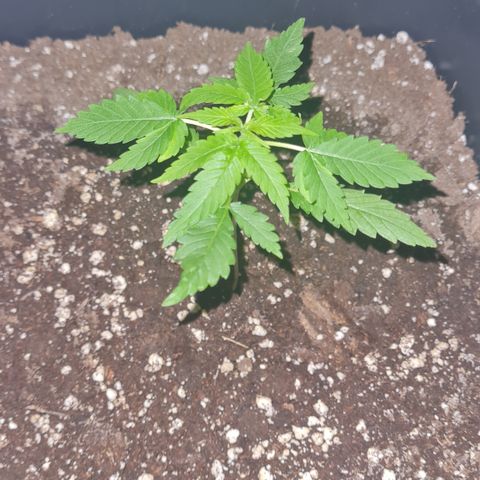 Evergreen growlog photo: 22:30 Uhr