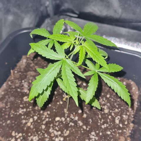 Aurora growlog photo: 22:30 Uhr