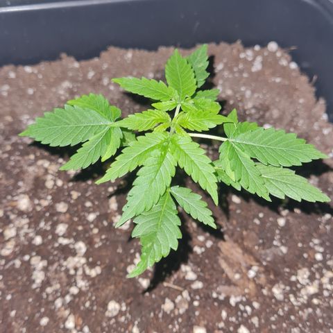 Evergreen growlog photo: 22:30 Uhr