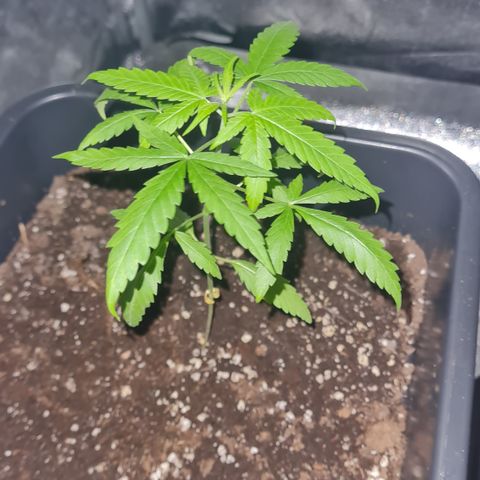 Aurora growlog photo: 22:30 Uhr