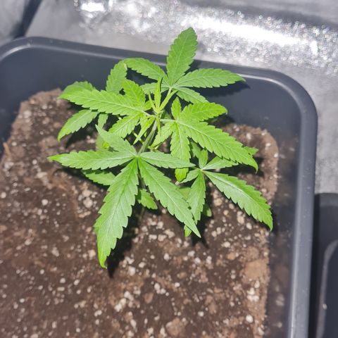Aurora growlog photo: 22:30 Uhr