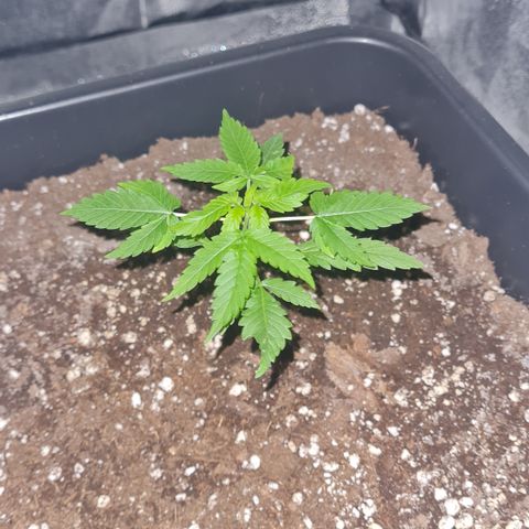Evergreen growlog photo: 22:30 Uhr