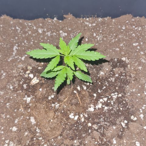 Luna growlog photo: 22:30 Uhr