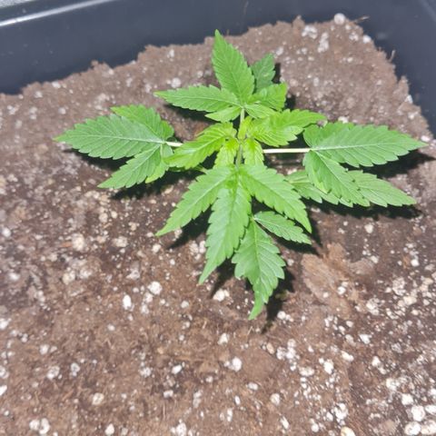 Evergreen growlog photo: 22:30 Uhr