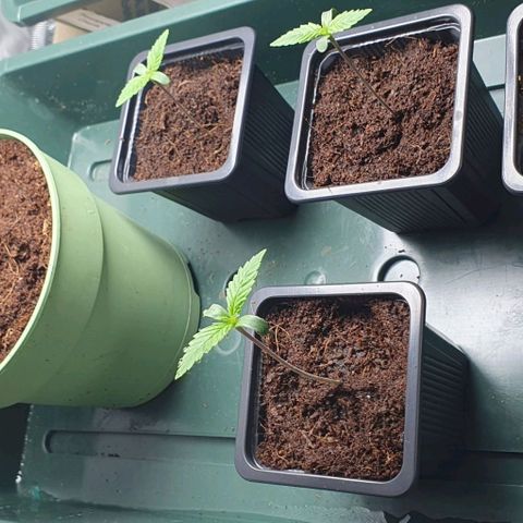 White Widow growlog timeline photo