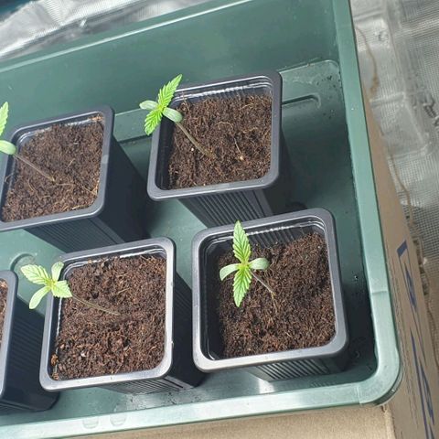 White Widow growlog timeline photo