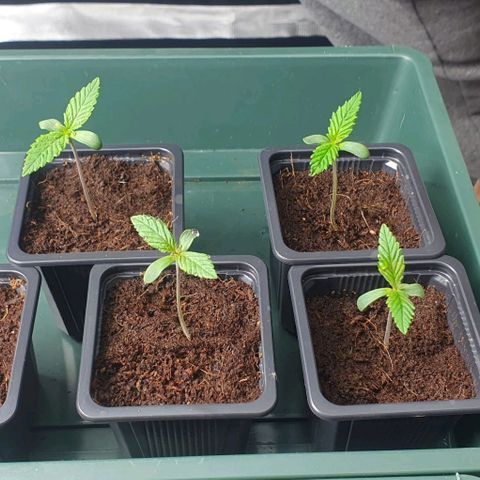 White Widow growlog timeline photo