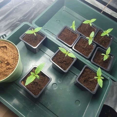 White Widow growlog timeline photo