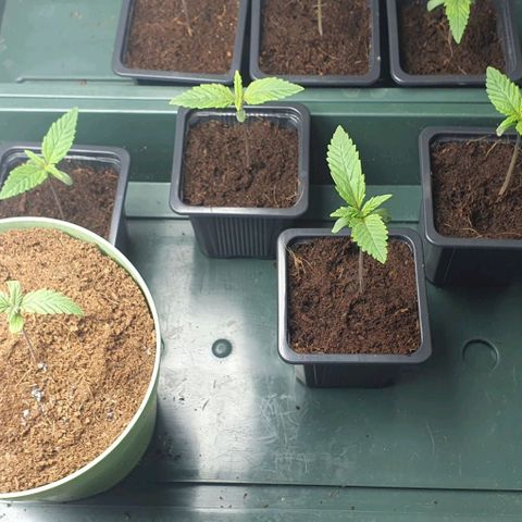 White Widow growlog timeline photo