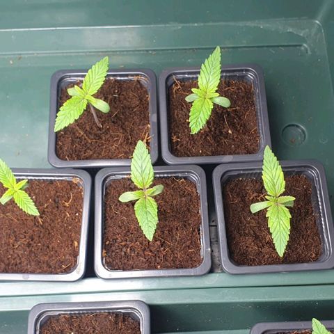 White Widow growlog timeline photo