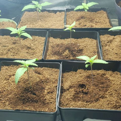 White Widow growlog timeline photo