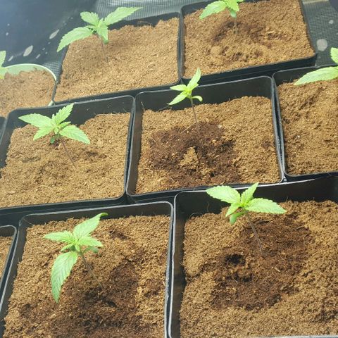 White Widow growlog timeline photo