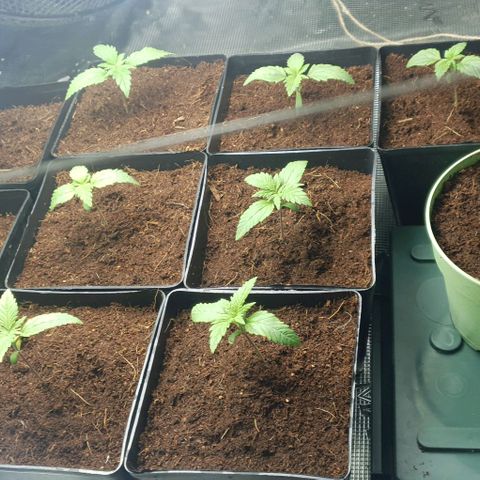 White Widow growlog timeline photo