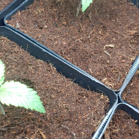 White Widow growlog timeline photo