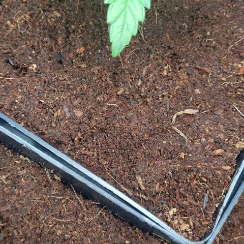 White Widow growlog timeline photo