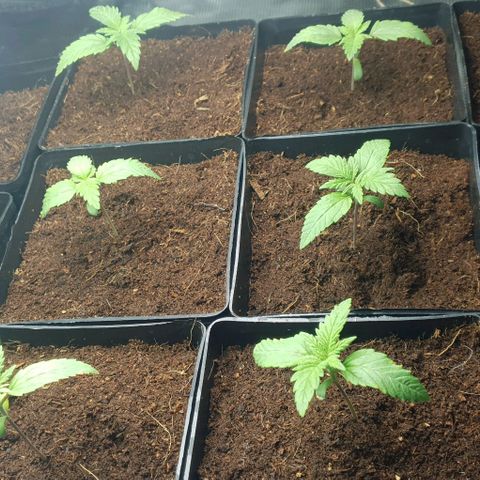 White Widow growlog timeline photo