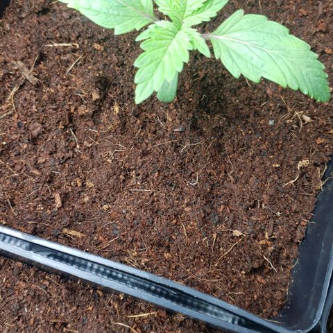 White Widow growlog timeline photo