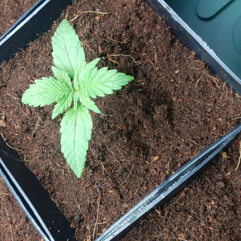 White Widow growlog timeline photo