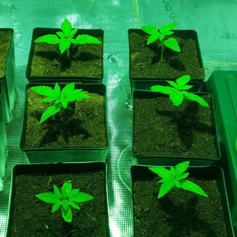 White Widow growlog timeline photo