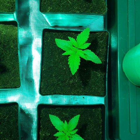 White Widow growlog timeline photo