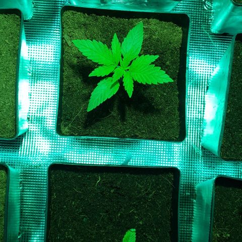 White Widow growlog timeline photo