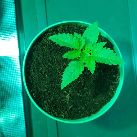 White Widow growlog timeline photo