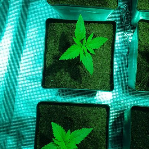 White Widow growlog timeline photo