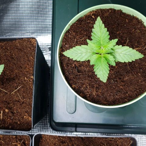 White Widow growlog timeline photo
