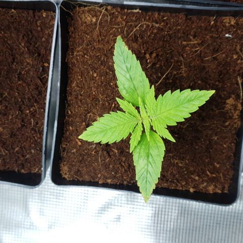 White Widow growlog timeline photo