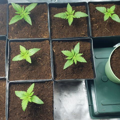 White Widow growlog timeline photo