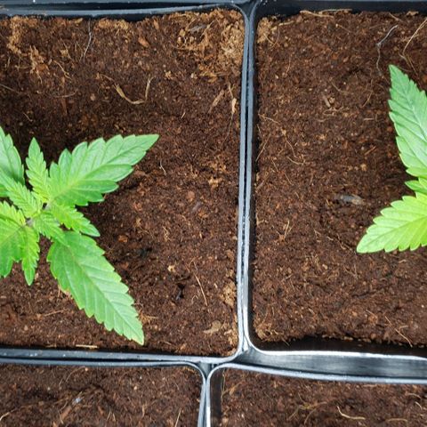 White Widow growlog timeline photo