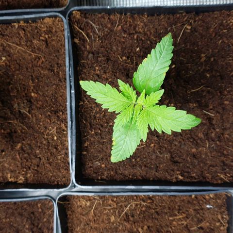 White Widow growlog timeline photo
