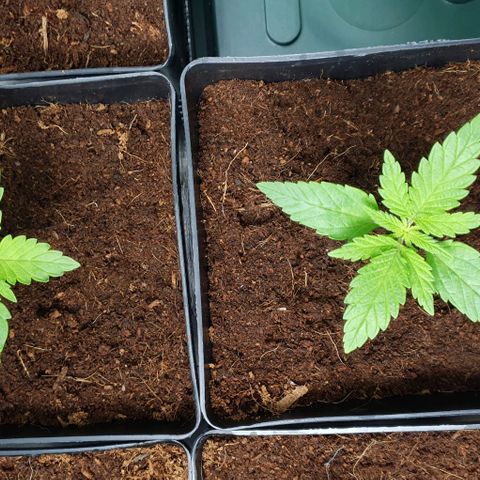 White Widow growlog timeline photo