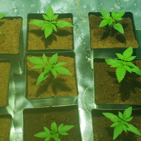 White Widow growlog timeline photo