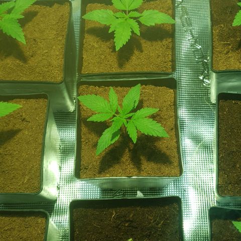 White Widow growlog timeline photo
