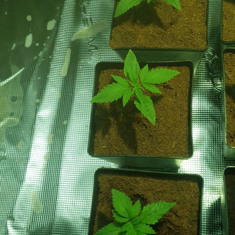 White Widow growlog timeline photo