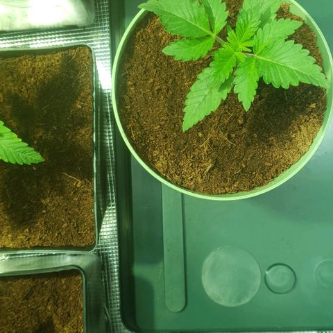White Widow growlog timeline photo