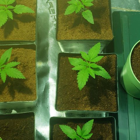 White Widow growlog timeline photo