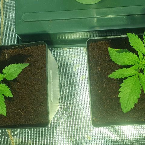 White Widow growlog timeline photo