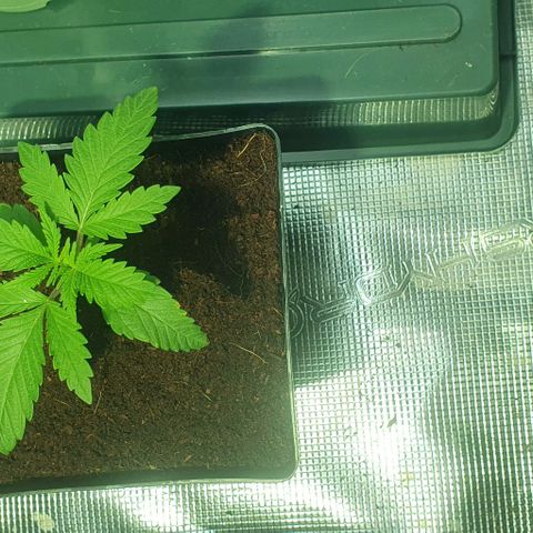 White Widow growlog timeline photo