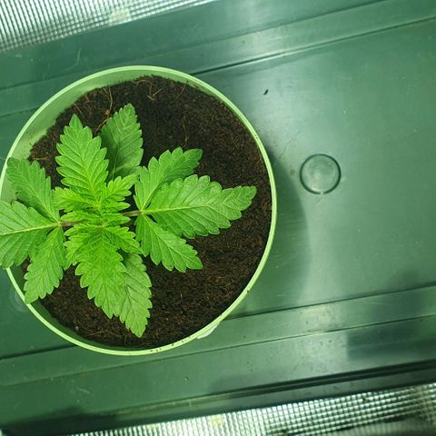 White Widow growlog timeline photo