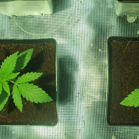 White Widow growlog timeline photo