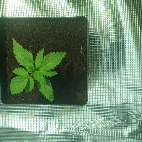 White Widow growlog timeline photo